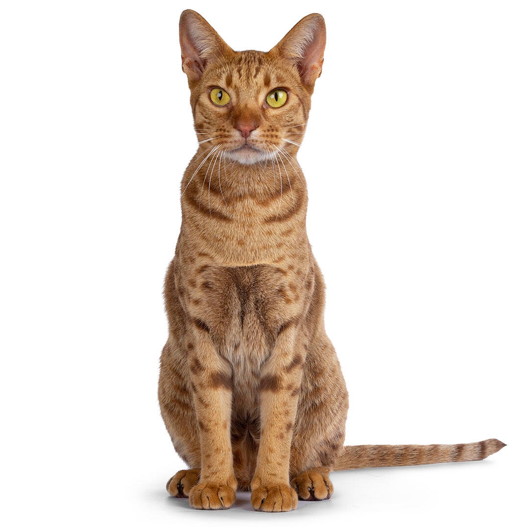 Ocicat kittens best sale for sale