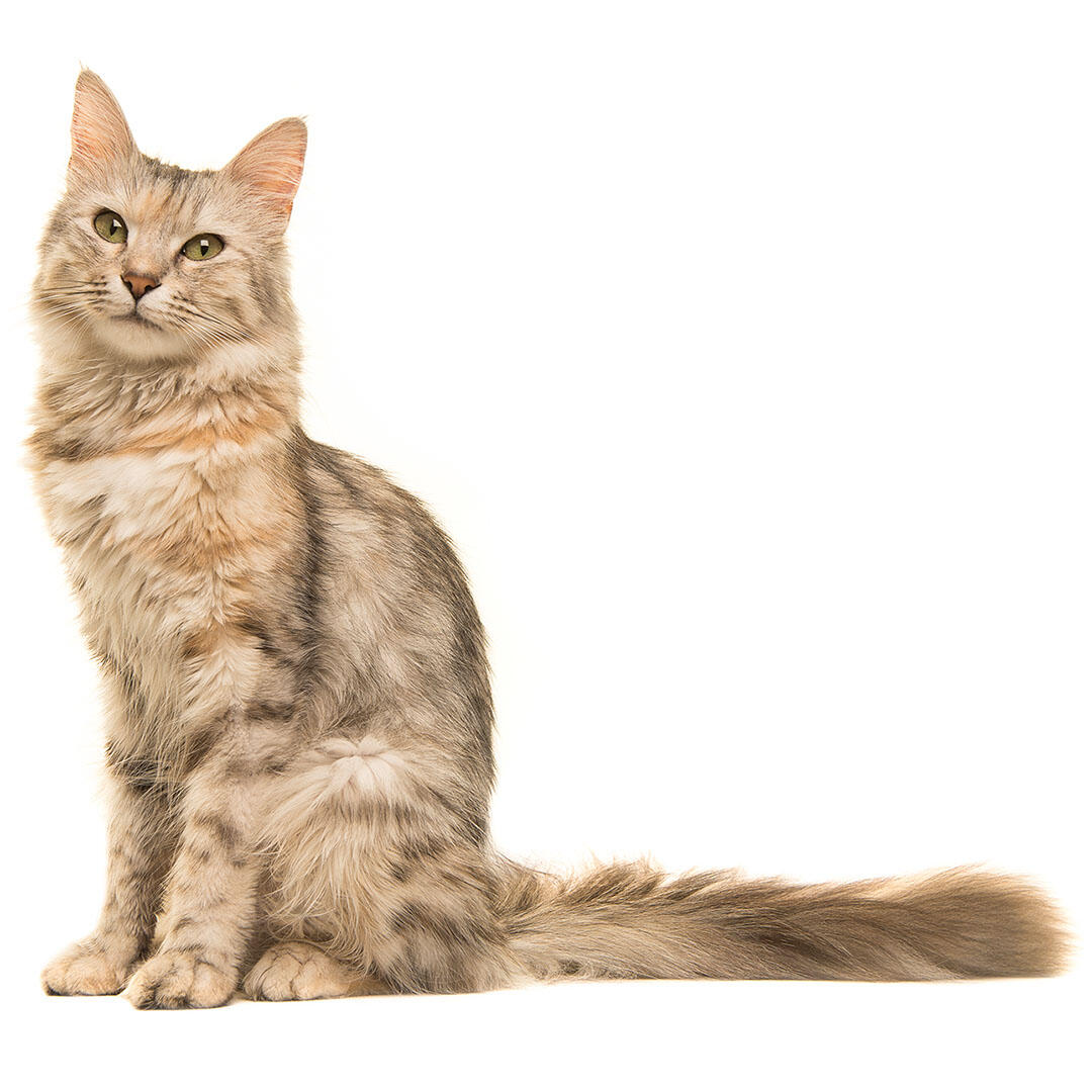 Oriental Long Hair Cat Breed