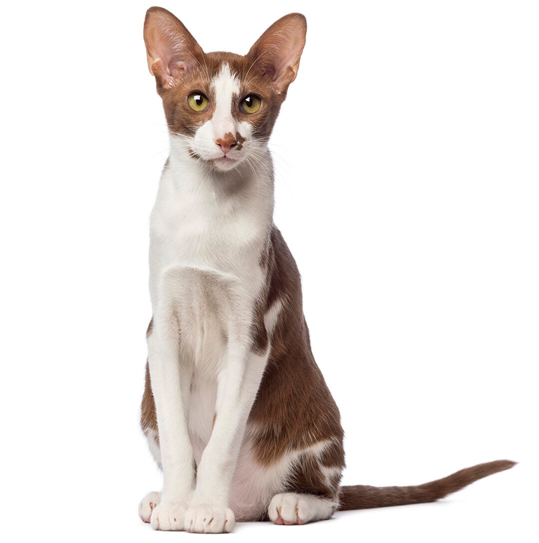 Siamese store oriental shorthair