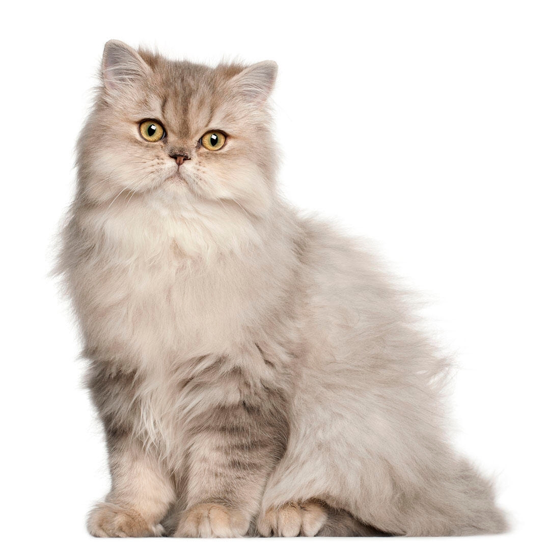 About 2024 persian cats