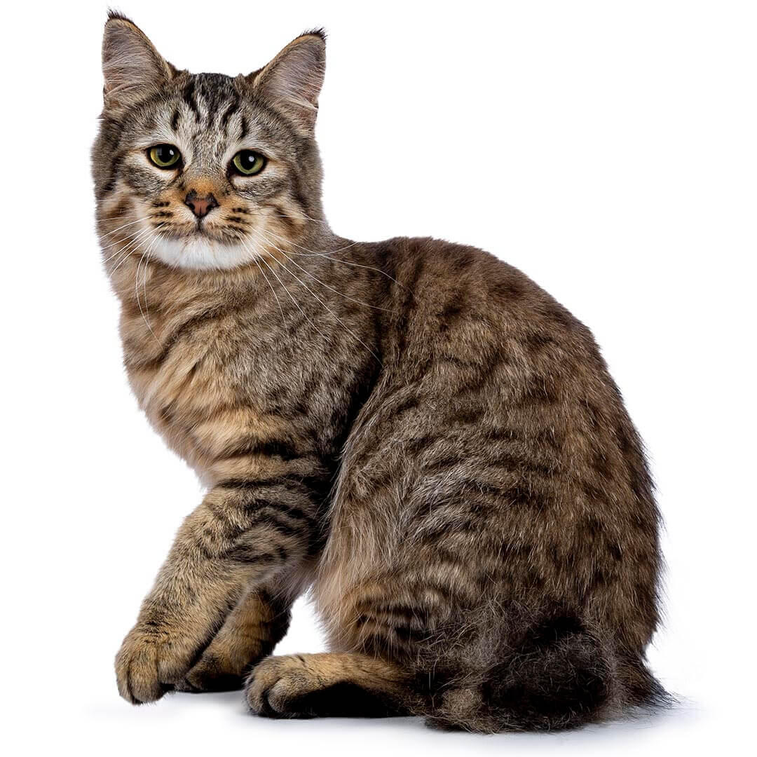 Pixiebob Cat Breed Information | Purina UK