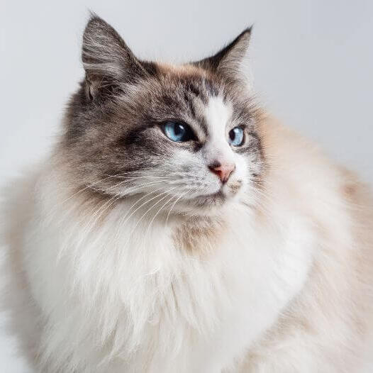 All about the Ragdoll cat personality
