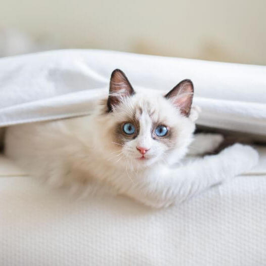 A store ragdoll kitten