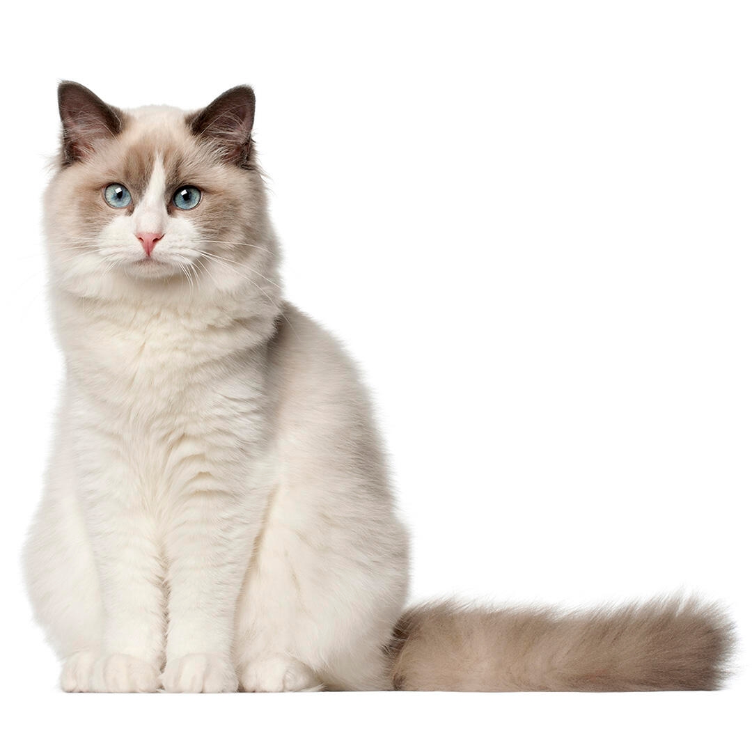 Ragdoll Cat Breed Information Purina UK