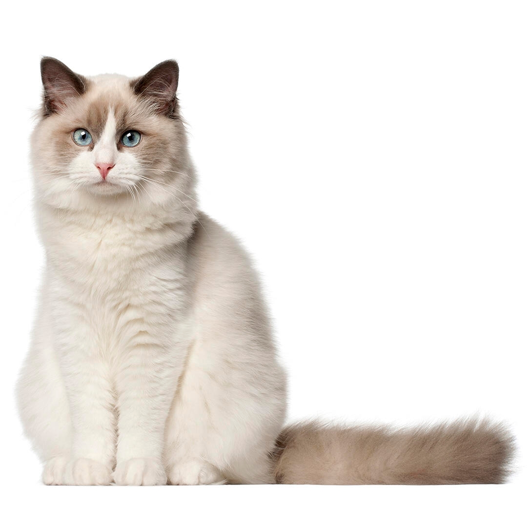 All about the Ragdoll cat personality