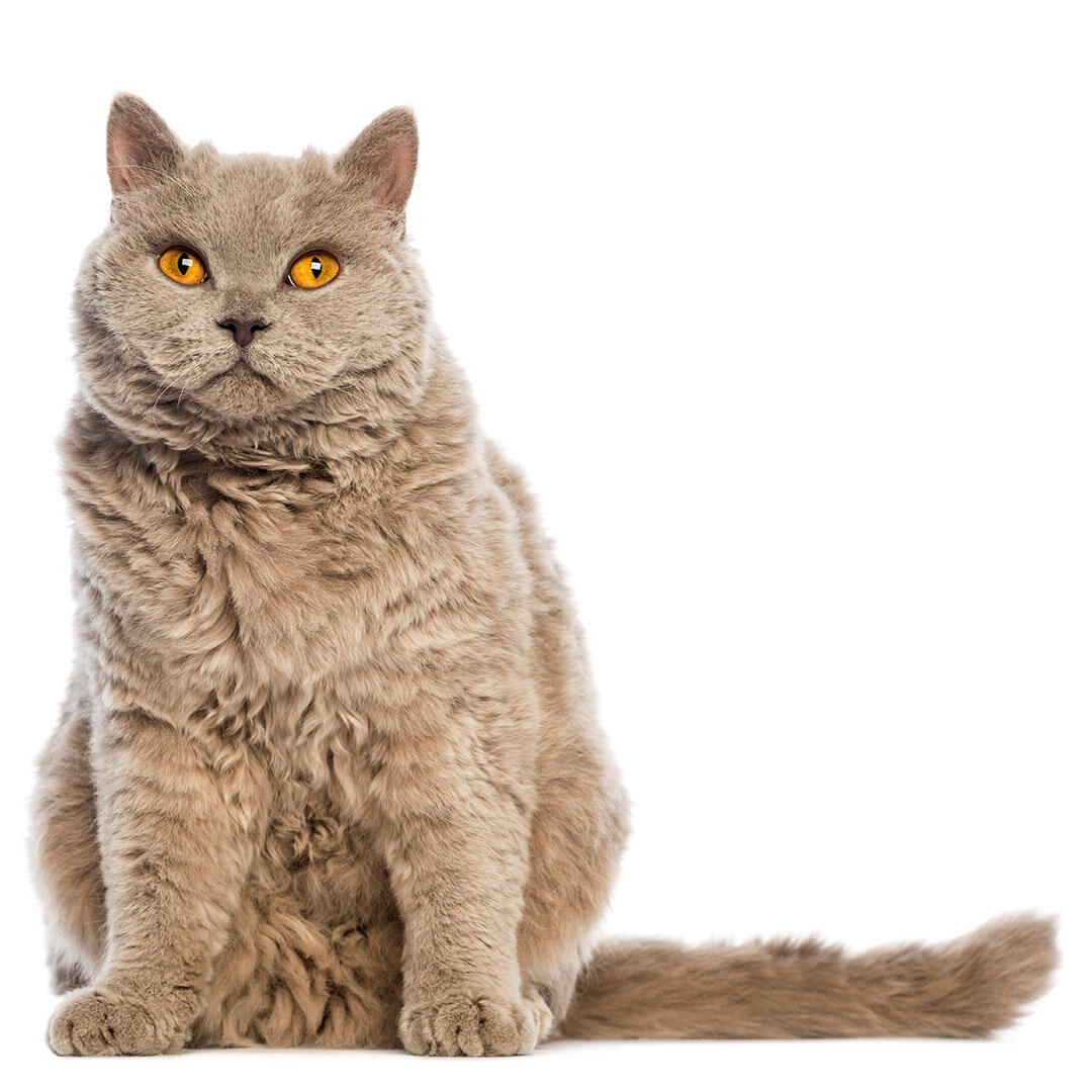 Selkirk rex for sale best sale near me