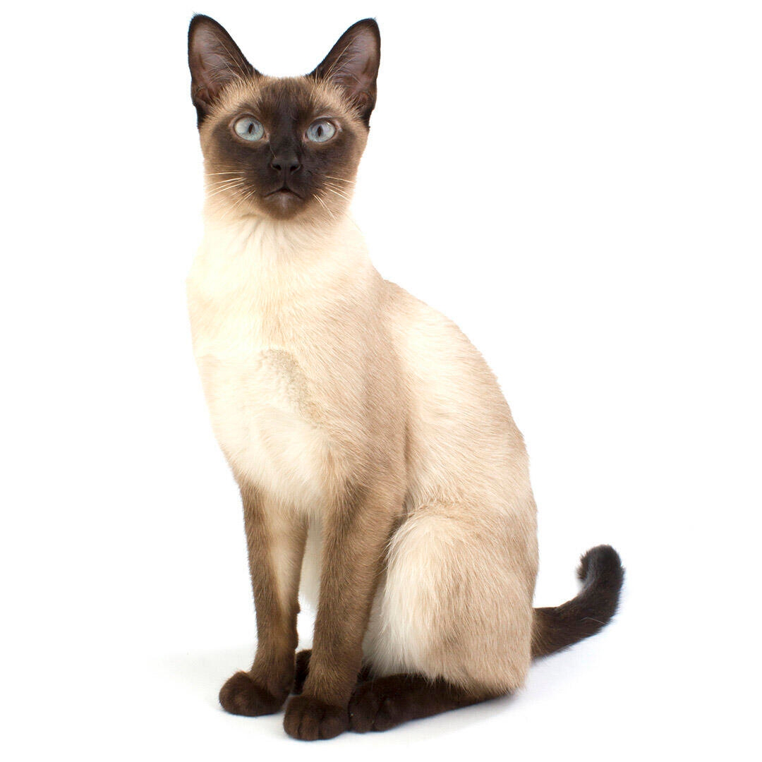 IV. Understanding Siamese Cat Meowing Behavior