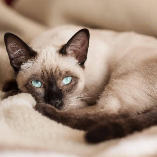 Kinds of best sale siamese cats