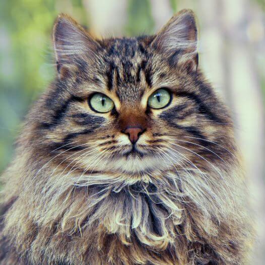 Siberian Forest Cat Breed Information | Purina