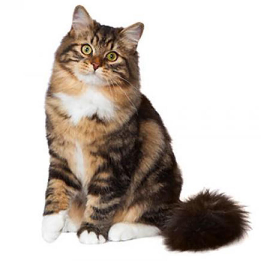 Large clearance siberian cat