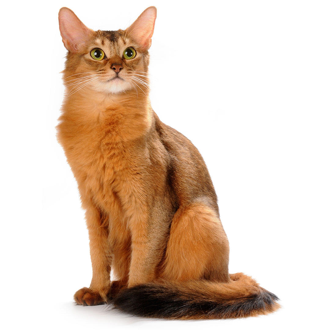 Red sales somali cat