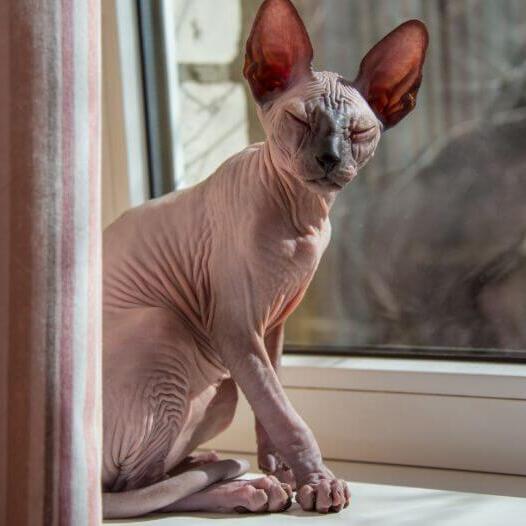 A sales hairless cat