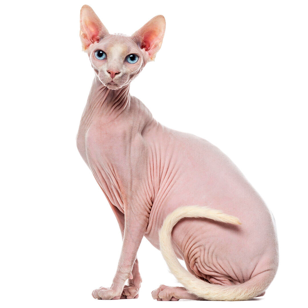 hairless cat