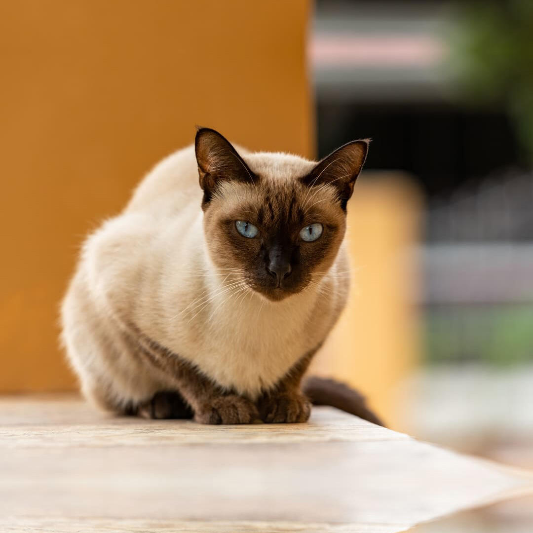 Thai Cat Breed