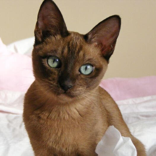 Tonkinese sales