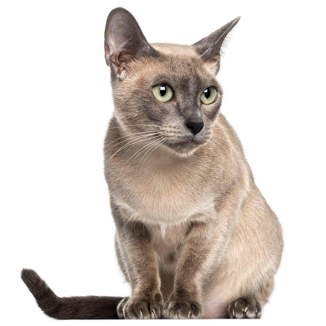 Tonkinese Cat Breed