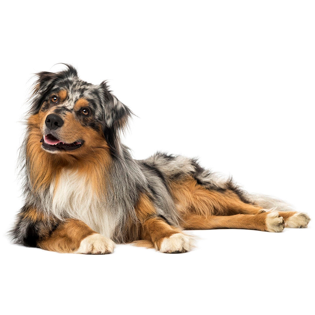 Australian shepherd best sale large breed