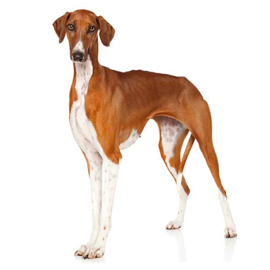 Azawakh cheap dog breeds