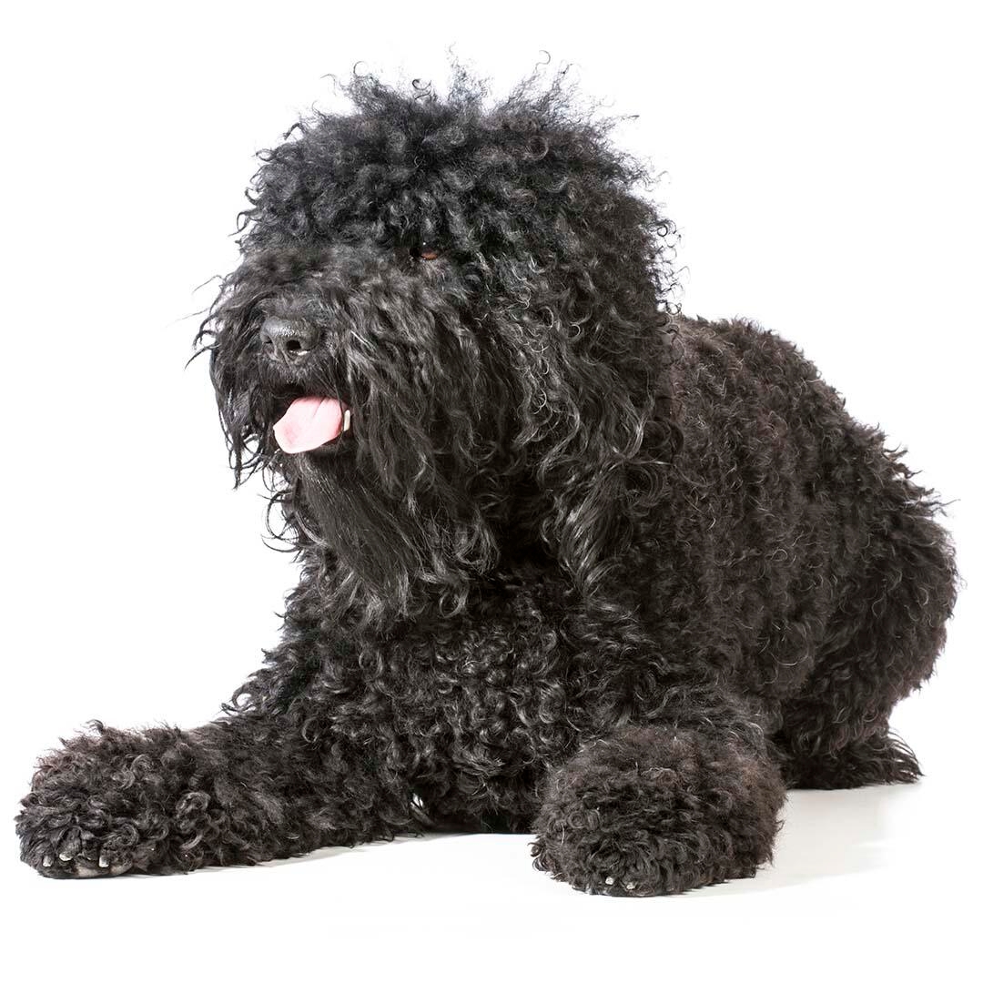 is a barbet a good family dog