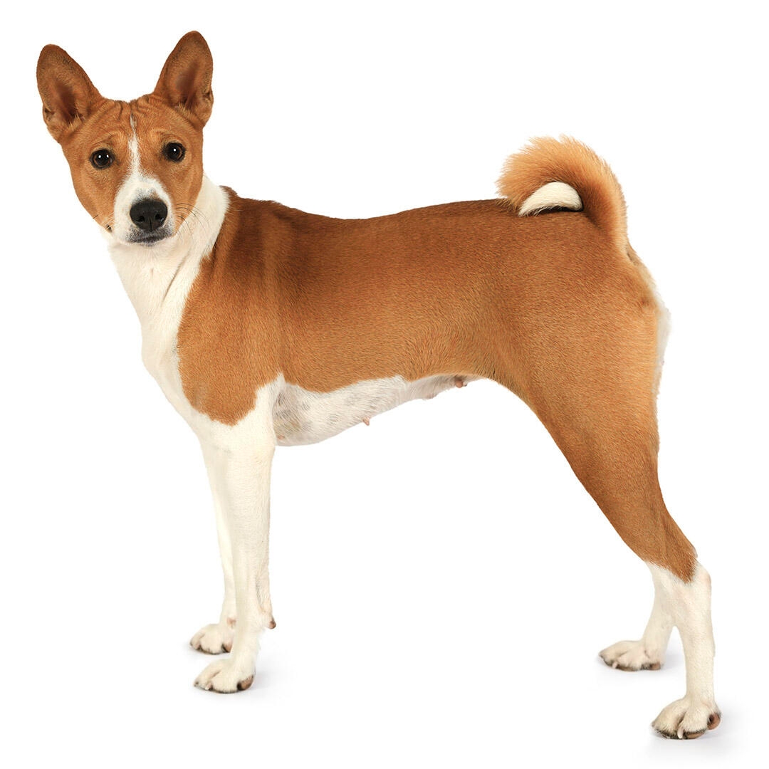 Basenji Dog Breed Information | Purina