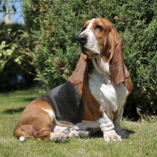 basset hound large breed