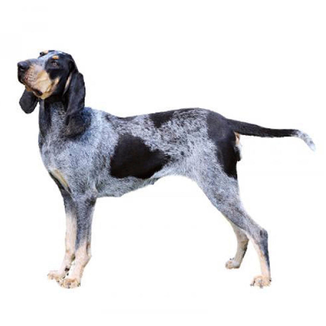 Blue store basset hound