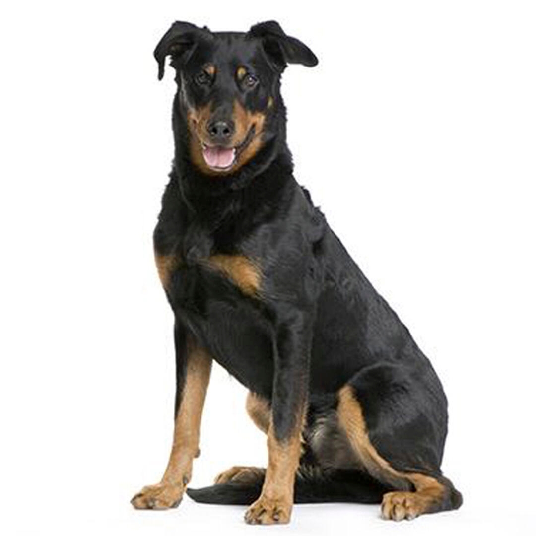 Beauceron personality cheap