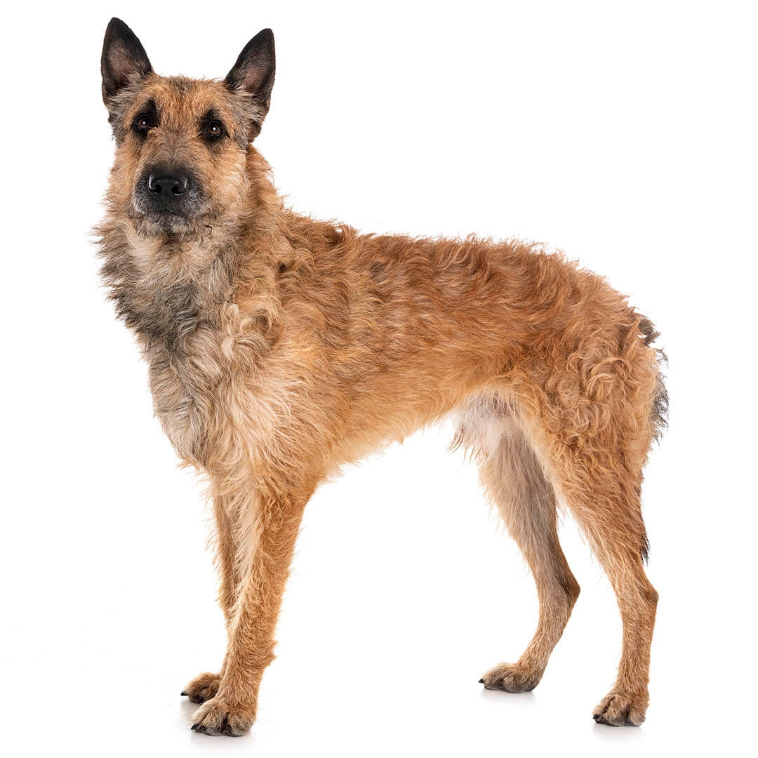 Belgian cheap shepherd laekenois