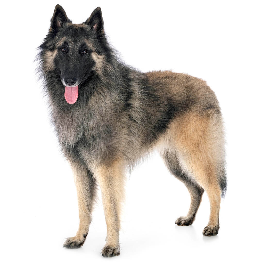 Show me a picture of a hot sale belgian shepherd