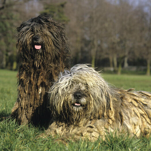 Dog bergamasco sale