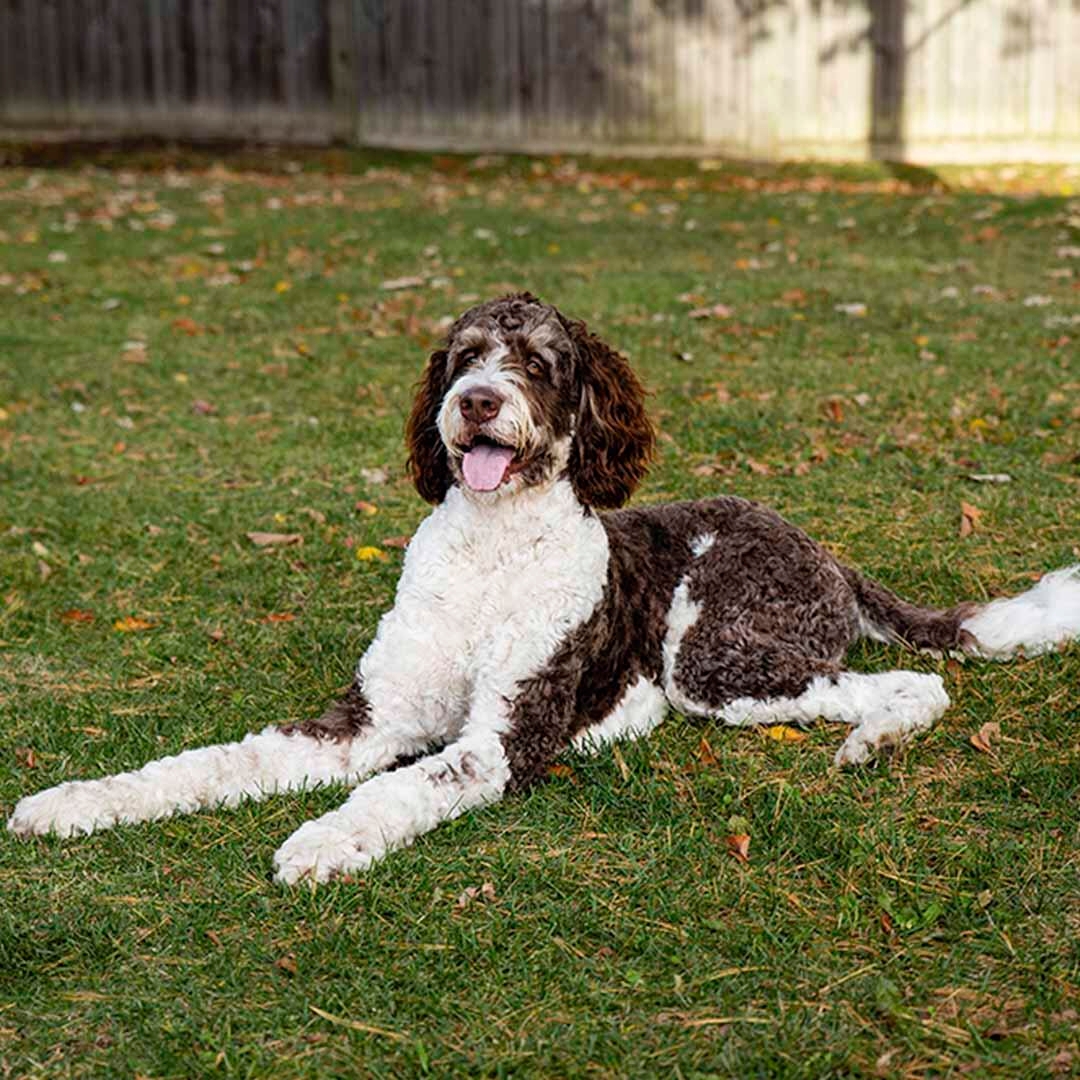 Bernese mountain dog sales and poodle breeders