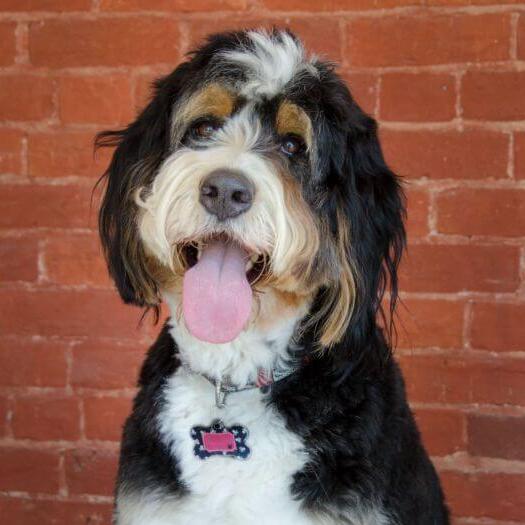 Poodle store and bernese