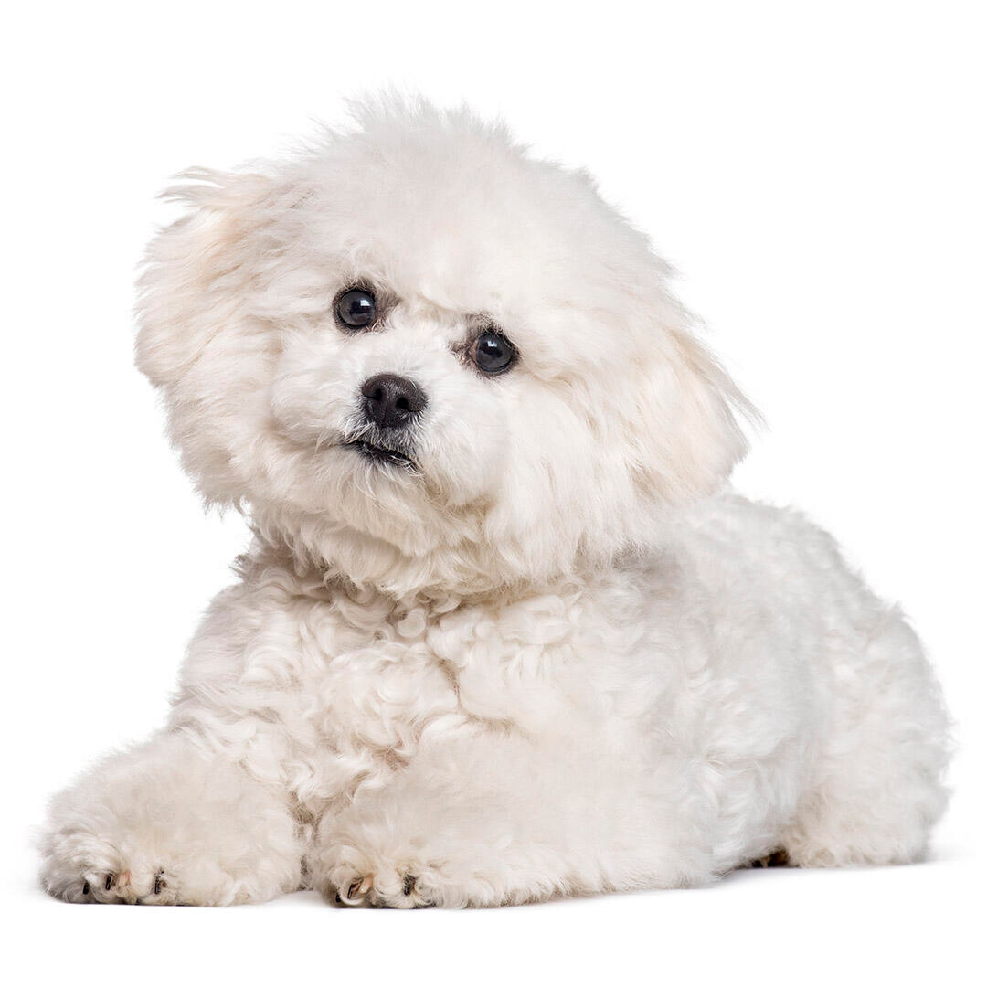 how much does a bichon frise puppy cost