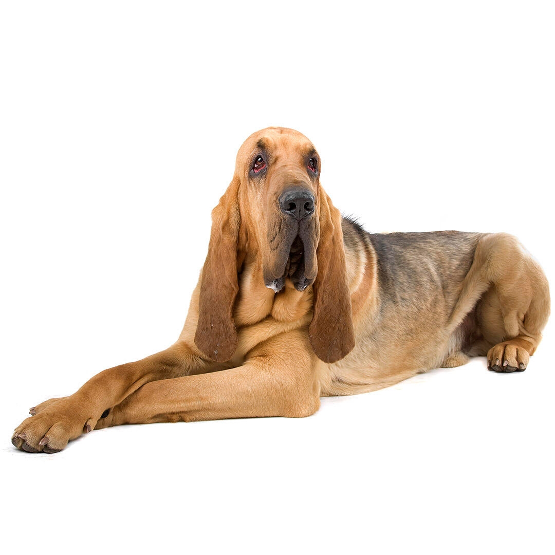 Bloodhound dog hot sale