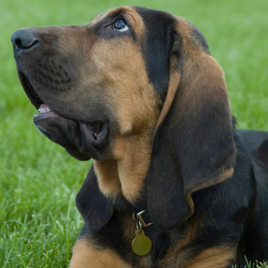 Bloodhound Dog Breed Information | Purina