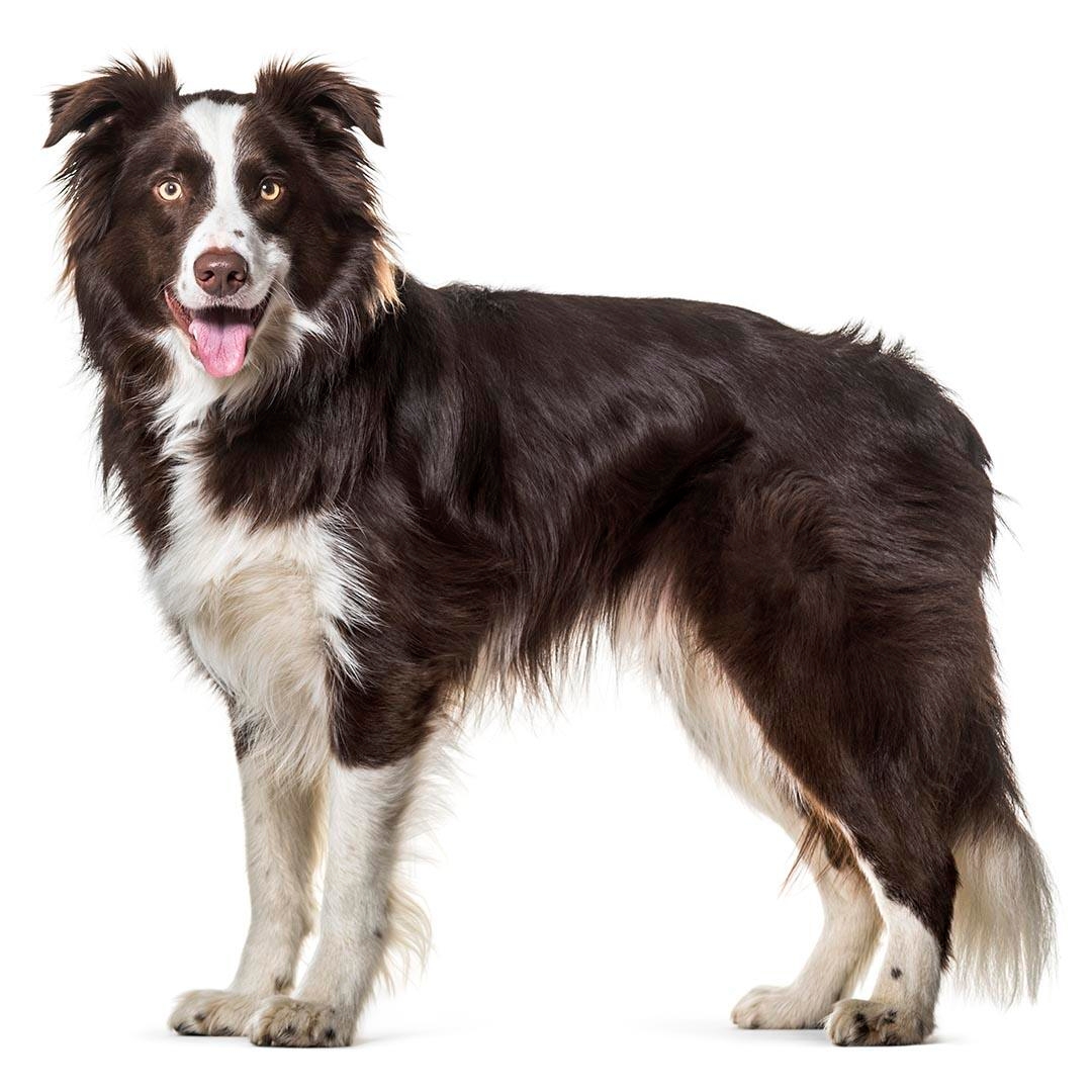 Border Collie Dog Breed Information and Pictures