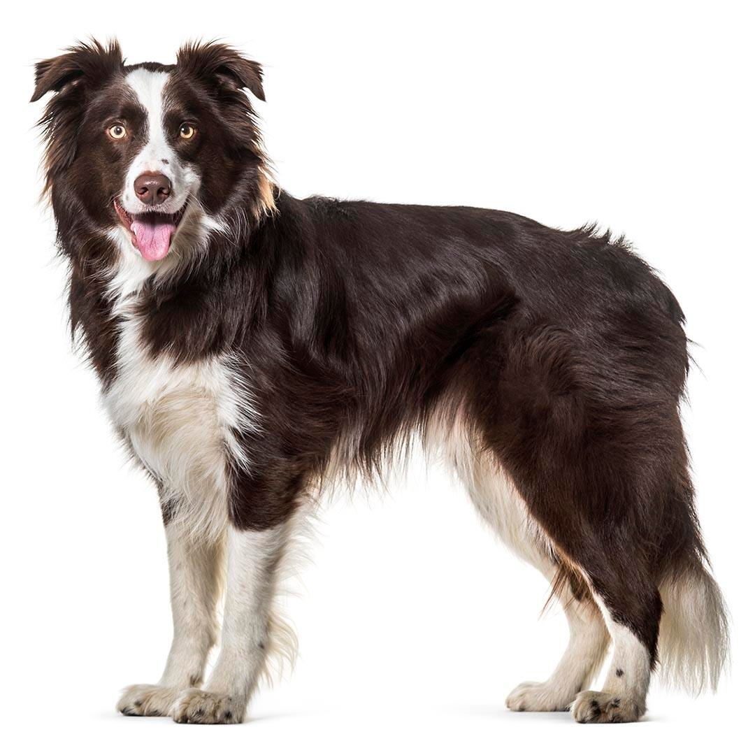 Border Collie Obedience Training, Characteristics, & Health