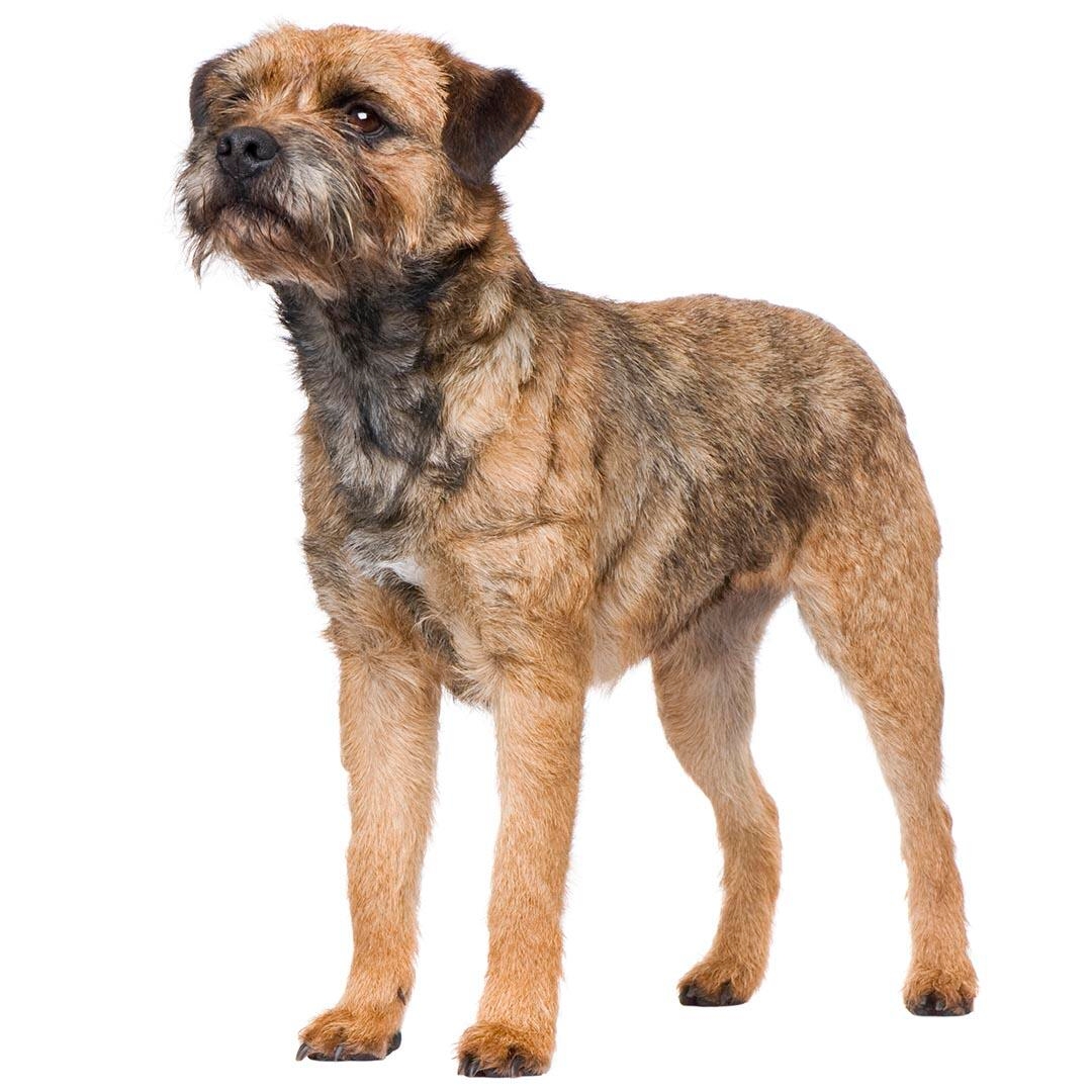 Long haired hot sale border terrier