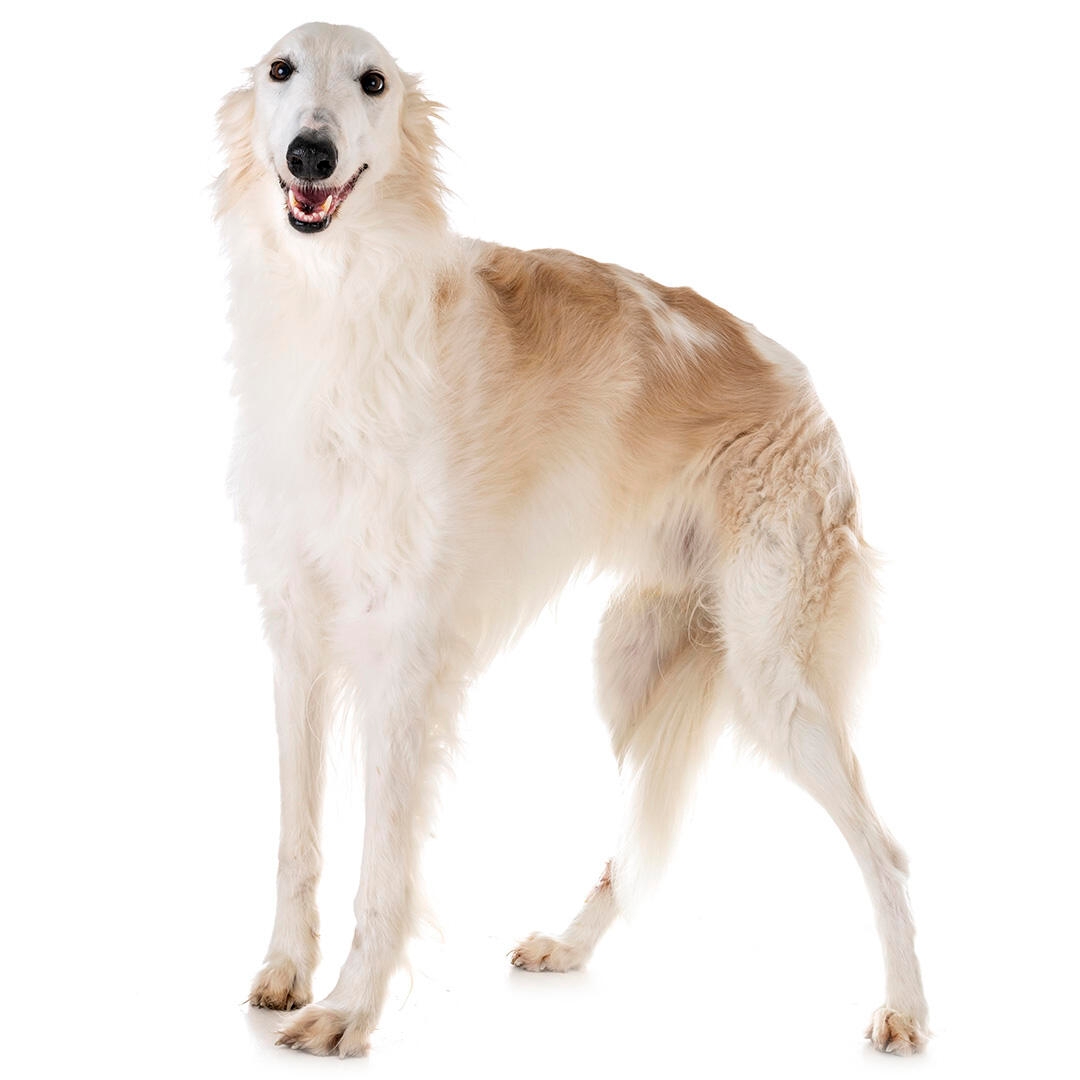 Borzoi Dog Breed