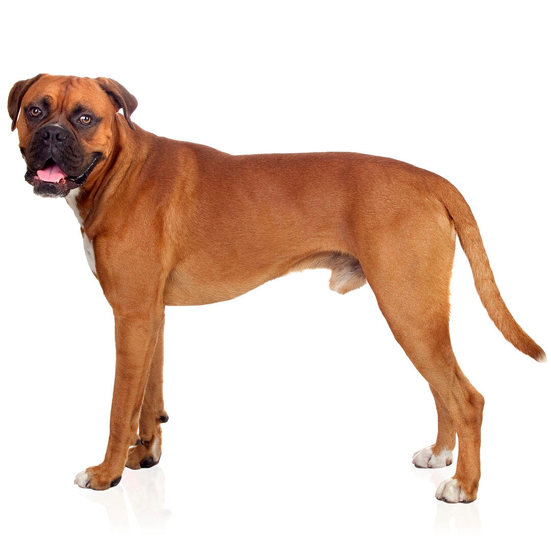 boxer dog breed infomation