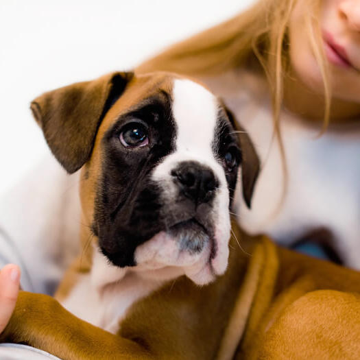 Giant sales boxer dog