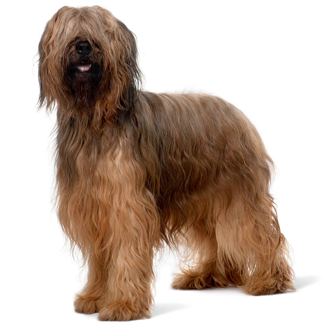 Briard hot sale in not