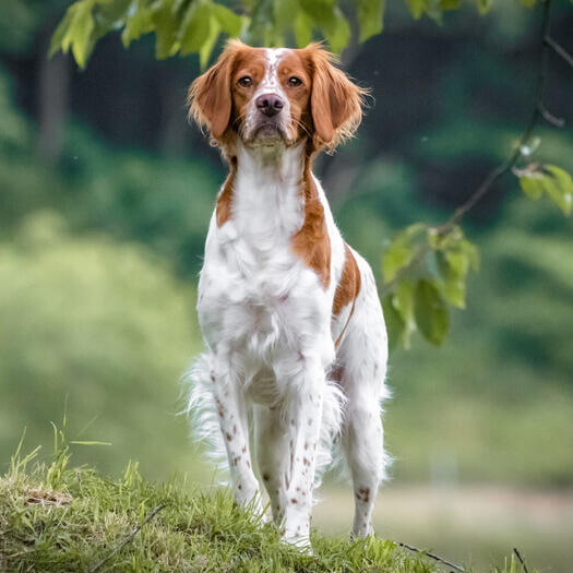 Brittany store spaniel size