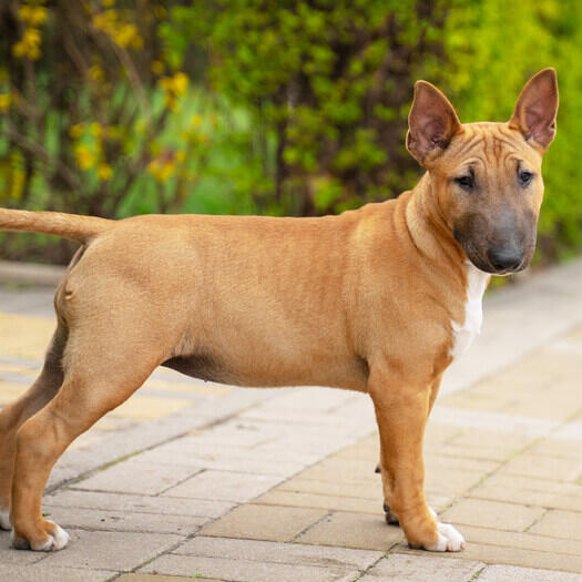 toy english bull terrier