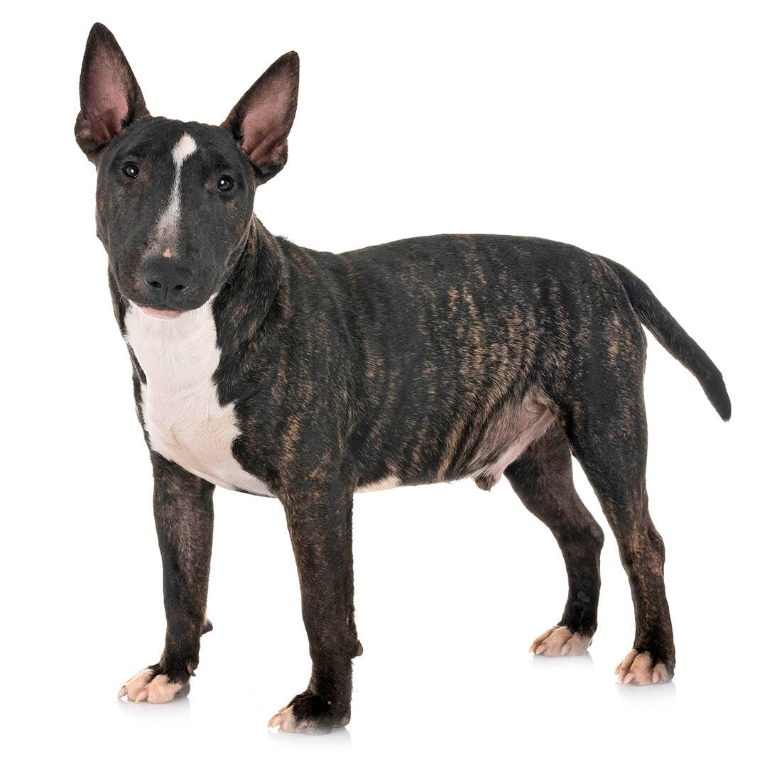 Mini bull terrier full hot sale grown