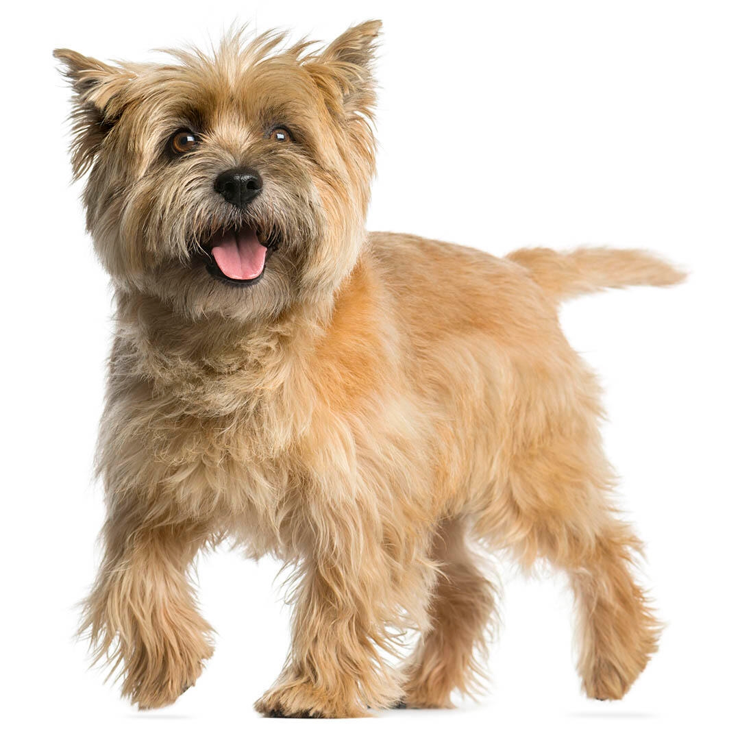 Mini cheap cairn terrier