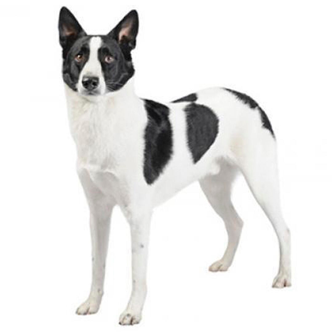 Canaan Dog Breed