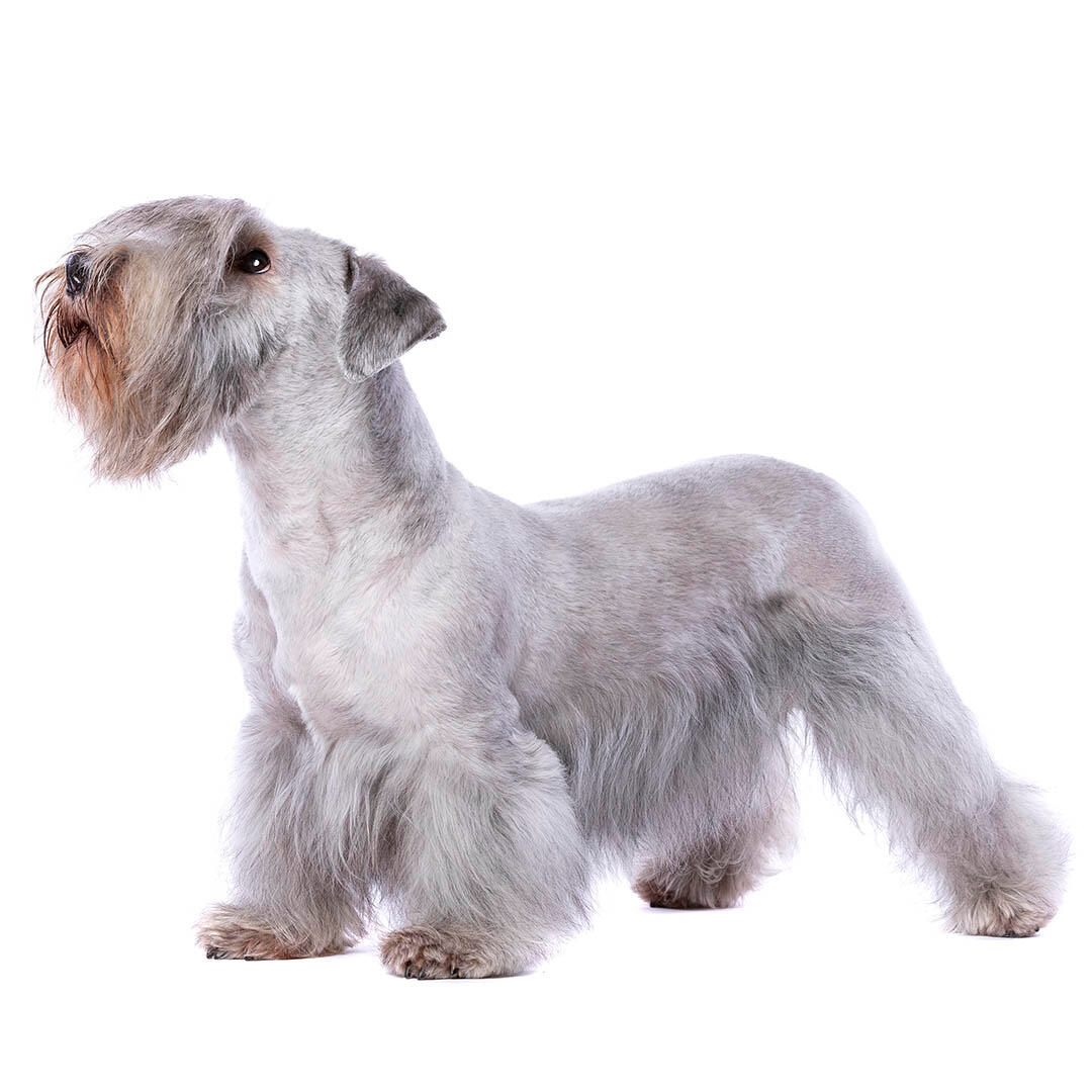 Cesky store terrier breeders