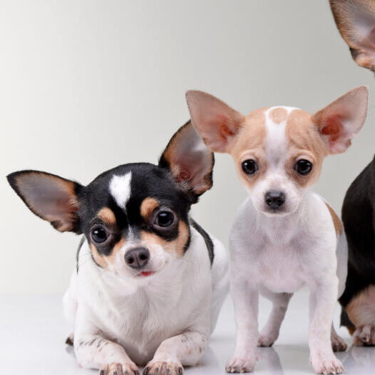 Three Chihuahuas