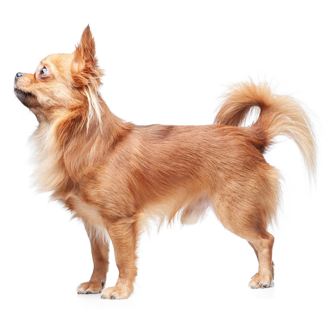 Dog Chihuahua Long Hair White  Free photo on Pixabay  Pixabay